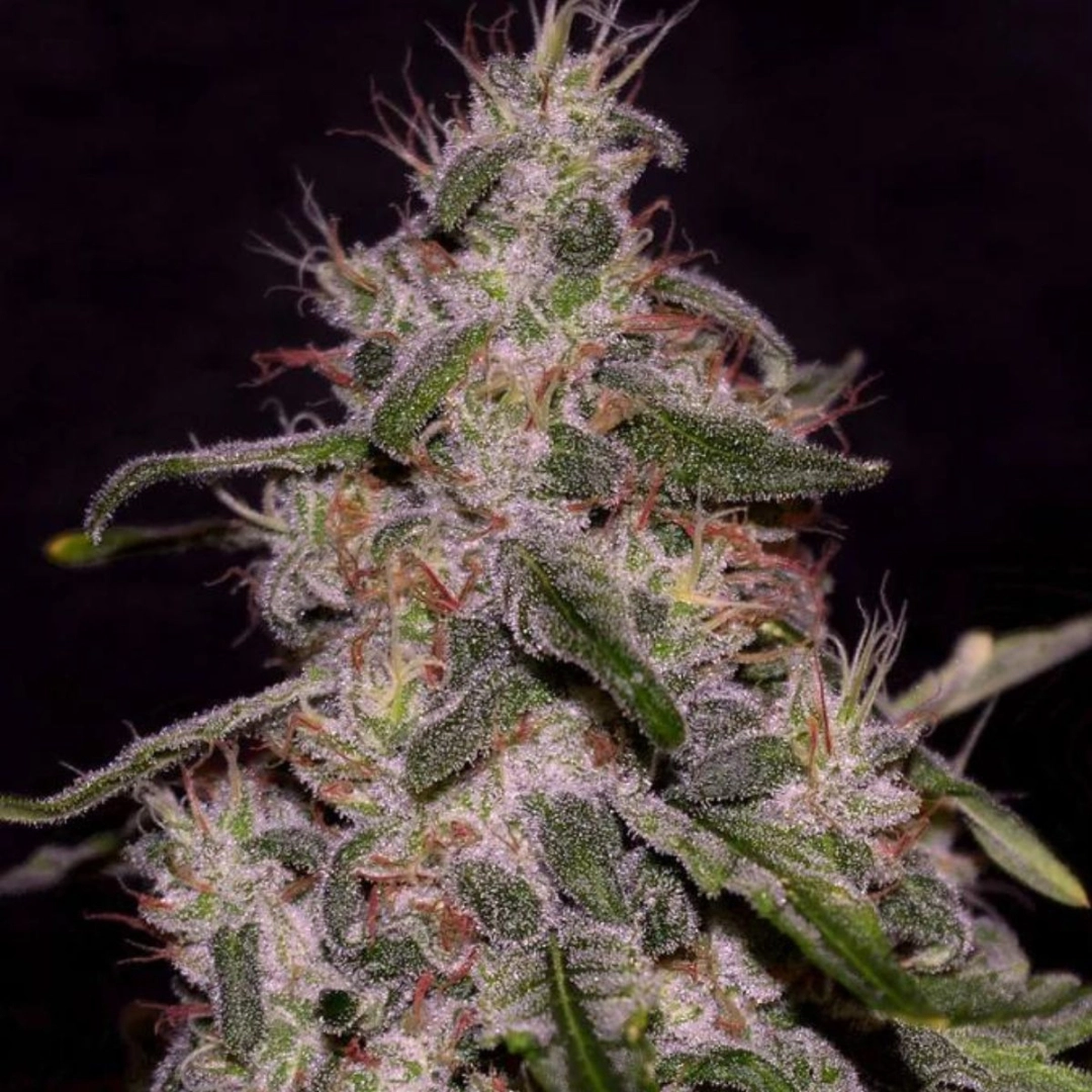 Frosted Guava – Cream of the Crop – Feminisiert