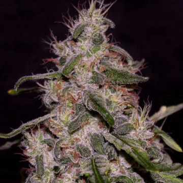 Frosted Guava Cannabisblüte – gewachsen aus Feminisierte Hanfsamen von Cream of the Crop