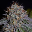 Bisccotti Cannabisblüte – gewachsen aus Feminisierte Hanfsamen von Cream of the Crop