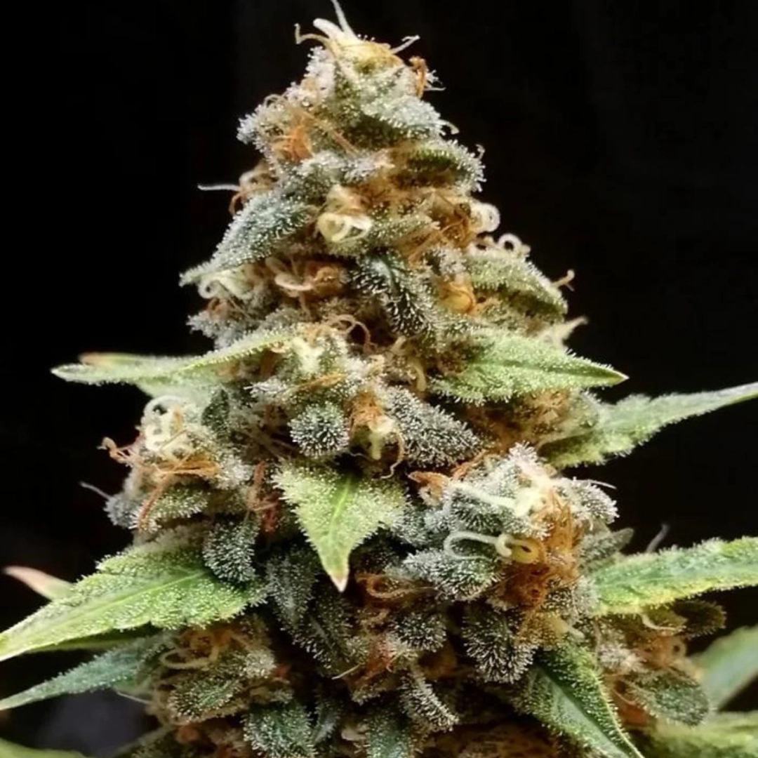 Gorilla Lemon Fire – Cream of the Crop – Feminisiert
