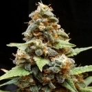 Gorilla Lemon Fire Cannabisblüte – gewachsen aus Feminisierte Hanfsamen von Cream of the Crop