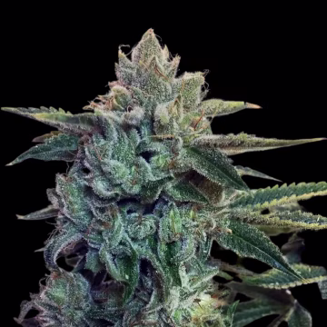 Sticky Zkittlez Glue Cannabisblüte – gewachsen aus Feminisierte Hanfsamen von Cream of the Crop
