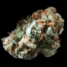 Brain Trauma Auto Cannabisblüte – gewachsen aus Automatic Hanfsamen von Terp Farmz Seeds
