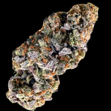 Choc Truffle Auto Cannabisblüte – gewachsen aus Automatic Hanfsamen von Terp Farmz Seeds