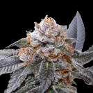 Blue Zushi Cannabisblüte – gewachsen aus Feminisierte Hanfsamen von Dutch Passion