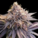 GMO Fast Cannabisblüte – gewachsen aus Feminisierte Hanfsamen von Dutch Passion