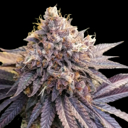 GMO Fast Cannabis Blüte - gewachsen aus Feminisierte Hanfsamen für den Anbau