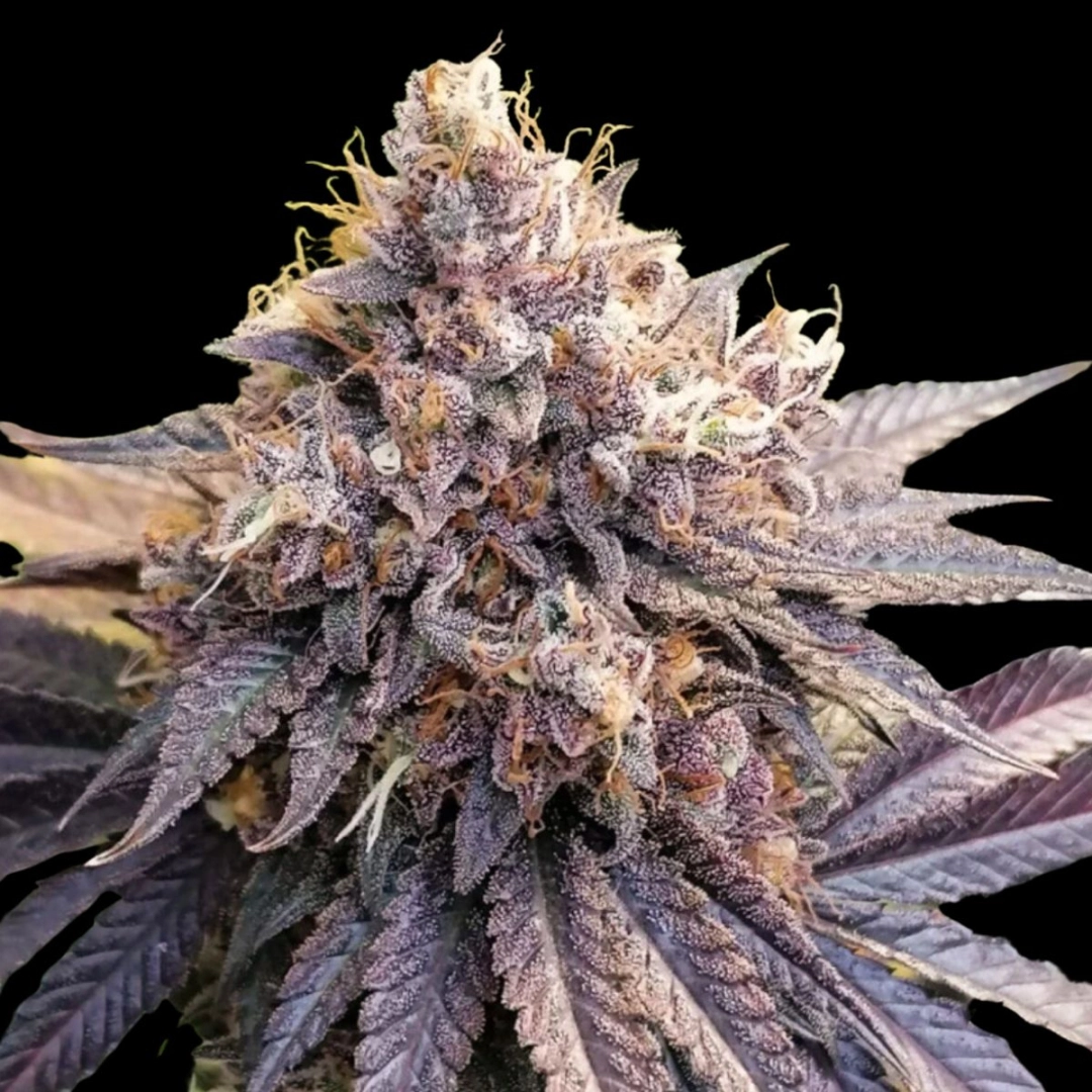 Lemon Z – Dutch Passion – Feminisiert