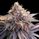Lemon Z Cannabisblüte – gewachsen aus Feminisierte Hanfsamen von Dutch Passion