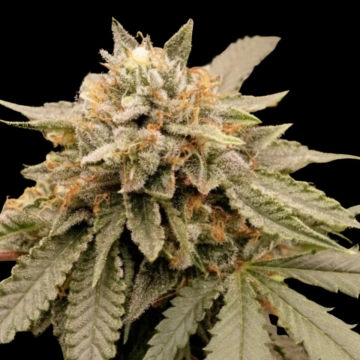 Sour Tropicana Sherbet Feminisierte Cannabisblüte – gewachsen aus Feminisierte Hanfsamen von Dutch Passion
