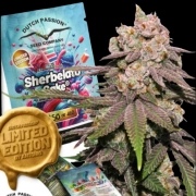 Sherbelato Cake Cannabisblüte – gewachsen aus Feminisierte Hanfsamen von Dutch Passion