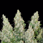 Auto Think Different Cannabisblüte – gewachsen aus Automatic Hanfsamen von Dutch Passion