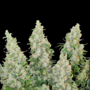 Auto Think Different Cannabis Blüte - gewachsen aus Automatic Hanfsamen für den Anbau