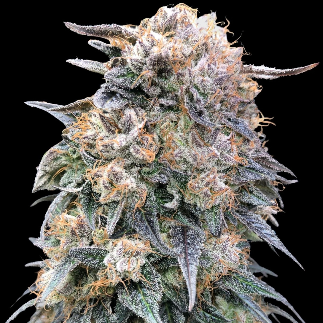 00 Kush Fast – 00 Seeds – Feminisiert