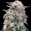 00 Kush Fast Cannabisblüte – gewachsen aus Feminisierte Hanfsamen von 00 Seeds