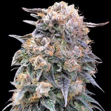 00 Kush Fast Cannabisblüte – gewachsen aus Feminisierte Hanfsamen von 00 Seeds