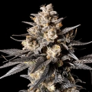 Apple Bananas Cannabisblüte – gewachsen aus Feminisierte Hanfsamen von 00 Seeds
