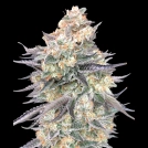 Blue Dream Cannabisblüte – gewachsen aus Feminisierte Hanfsamen von 00 Seeds
