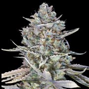 Blue Dream Fast Cannabisblüte – gewachsen aus Feminisierte Hanfsamen von 00 Seeds
