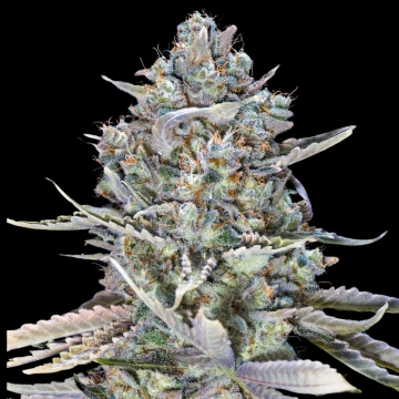 Blue Dream Fast Cannabisblüte – gewachsen aus Feminisierte Hanfsamen von 00 Seeds