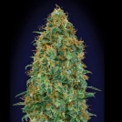 Blueberry Cannabisblüte – gewachsen aus Feminisierte Hanfsamen von 00 Seeds