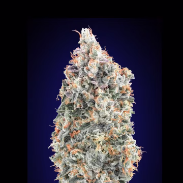Blueberry Fast Cannabisblüte – gewachsen aus Feminisierte Hanfsamen von 00 Seeds