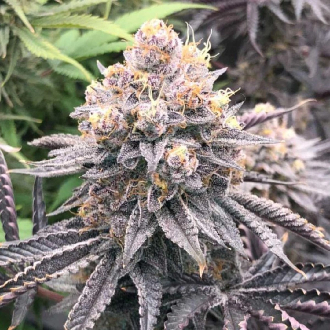 Permanent White Marker – Advanced Genetics Seeds – Feminisiert