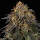 Chocolate Oreoz Cannabisblüte – gewachsen aus Feminisierte Hanfsamen von Advanced Genetics Seeds