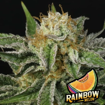 Rainbow Melon Auto Cannabisblüte – gewachsen aus Automatic Hanfsamen von FastBuds Seeds