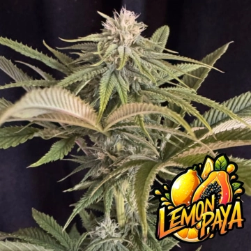 Lemonpaya Cannabisblüte – gewachsen aus Automatic Hanfsamen von FastBuds Seeds