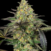 Grapevine Candy Cannabis Blüte - gewachsen aus Feminisierte Hanfsamen für den Anbau