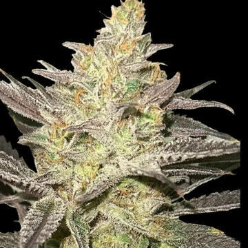 Rainbow Sherbet #11 Cannabisblüte – gewachsen aus Feminisierte Hanfsamen von Advanced Seeds