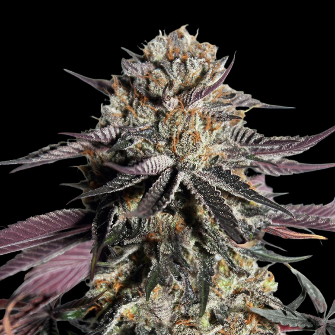 Zerealz Milk – Advanced Seeds – Feminisiert