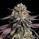 Zerealz Milk Cannabisblüte – gewachsen aus Feminisierte Hanfsamen von Advanced Seeds