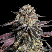 Zerealz Milk Feminized Hanfsamen Cannabis Blüte - gewachsen aus Feminisierte Hanfsamen für den Anbau