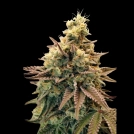 Auto Animal Zookies Autoflowering Cannabisblüte – gewachsen aus Automatic Hanfsamen von Advanced Seeds