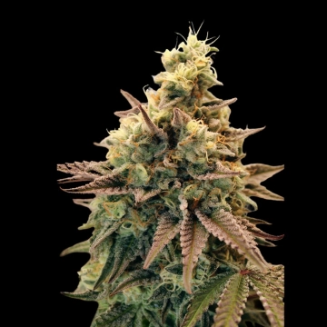 Auto Animal Zookies Autoflowering Cannabisblüte – gewachsen aus Automatic Hanfsamen von Advanced Seeds