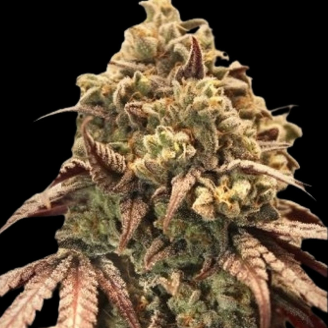Auto Zerealz Milk – Advanced Seeds – Autoflowering