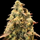 Auto Rainbow Sherbet #11 Cannabisblüte – gewachsen aus Automatic Hanfsamen von Advanced Seeds