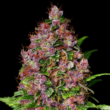 Cherry Mac Muffin Cannabisblüte – gewachsen aus Feminisierte Hanfsamen von Advanced Genetics Seeds