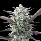 Oreoz Cannabisblüte – gewachsen aus Feminisierte Hanfsamen von 00 Seeds