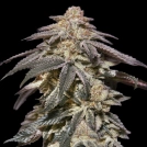 Auto Apple Bananas Cannabisblüte – gewachsen aus Automatic Hanfsamen von 00 Seeds