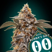 Auto Bubba's Gift Cannabisblüte – gewachsen aus Automatic Hanfsamen von 00 Seeds