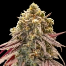 Auto Gelato Mint Cannabisblüte – gewachsen aus Automatic Hanfsamen von 00 Seeds
