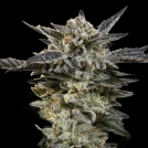 Auto Oreoz Cannabisblüte – gewachsen aus Automatic Hanfsamen von 00 Seeds