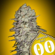Mimosa Fast Cannabisblüte – gewachsen aus Feminisierte Hanfsamen von 00 Seeds
