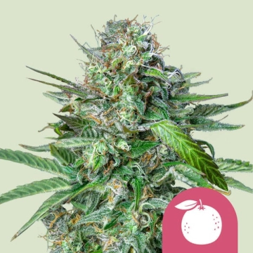 Tangie Feminized Cannabisblüte – gewachsen aus Feminisierte Hanfsamen von Royal Queen Seeds