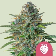 Strawberry Cough Cannabisblüte – gewachsen aus Feminisierte Hanfsamen von Royal Queen Seeds