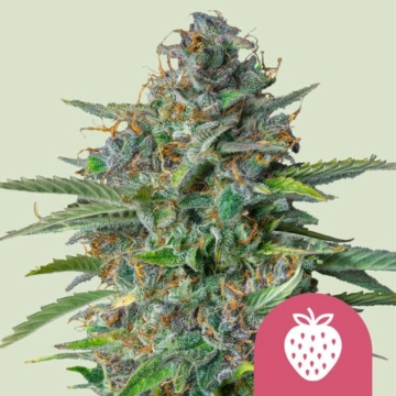 Strawberry Cough Cannabisblüte – gewachsen aus Feminisierte Hanfsamen von Royal Queen Seeds