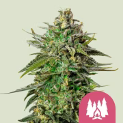 Alien OG Cannabisblüte – gewachsen aus Feminisierte Hanfsamen von Royal Queen Seeds